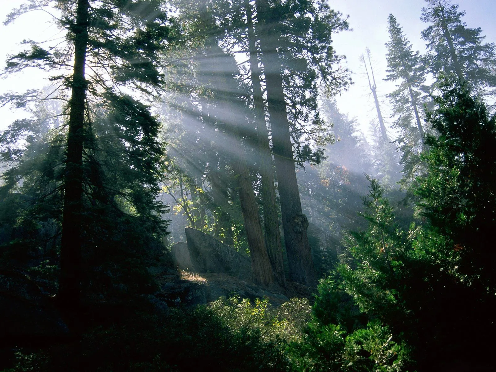 Sunbeams pierce through the misty canopy of a redwood forest.