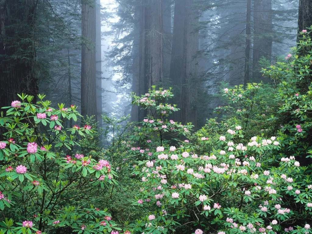 A misty redwood forest with many blooming pink and white rhododendron flowers in the foreground.