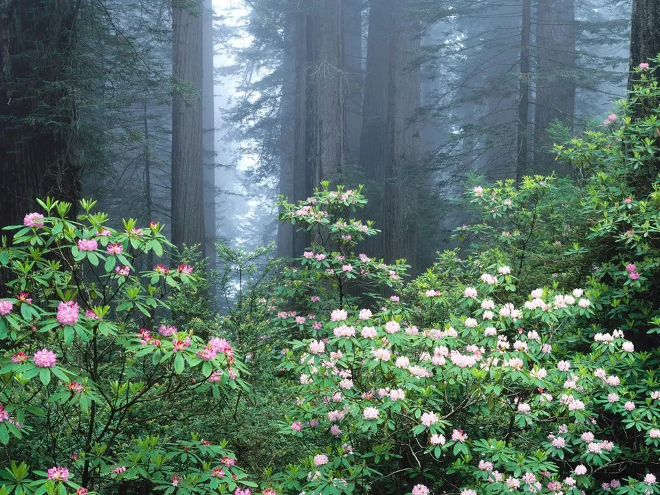 A misty redwood forest with many blooming pink and white rhododendron flowers in the foreground.