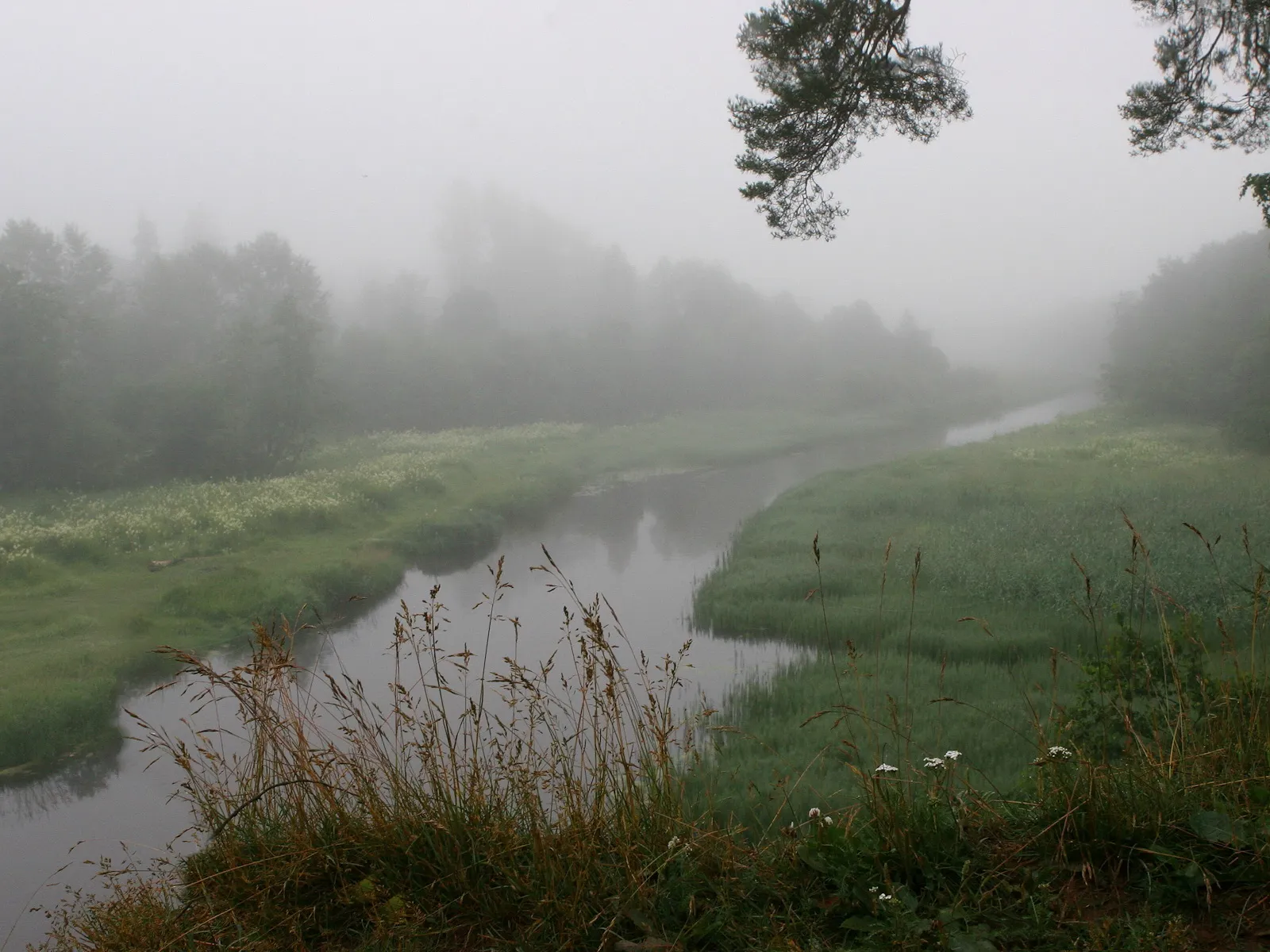 A winding river flows through lush green banks on a foggy day, with trees visible in the distance.