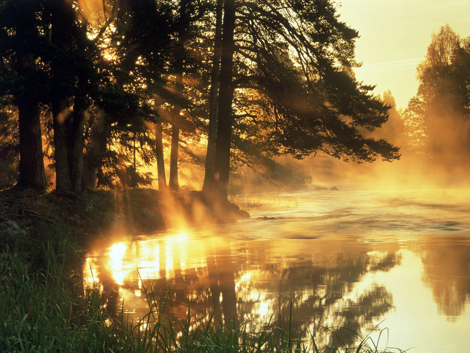 Sunbeams pierce through trees and mist over a flowing river at sunrise, reflecting in the water.