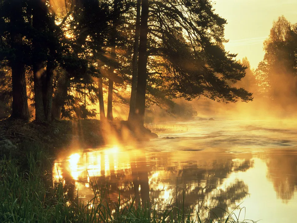 Sunbeams pierce through trees and mist over a flowing river at sunrise, reflecting in the water.