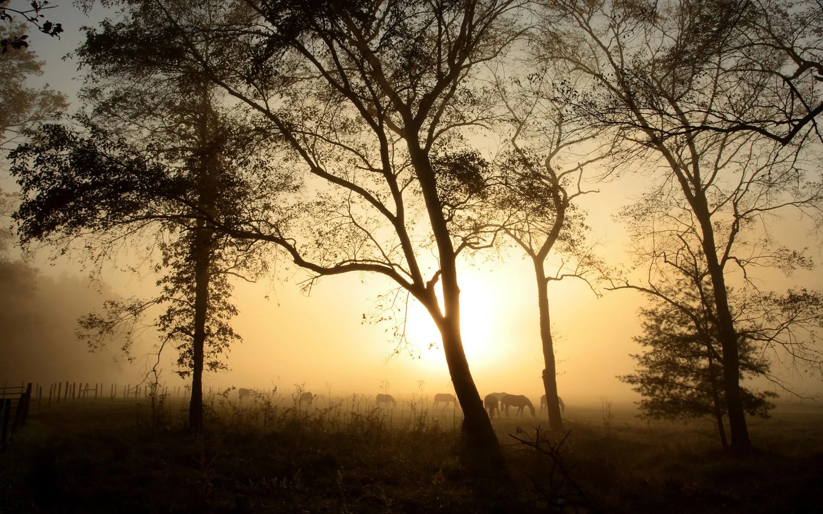 Silhouettes of trees and horses in a misty field during a golden sunrise.