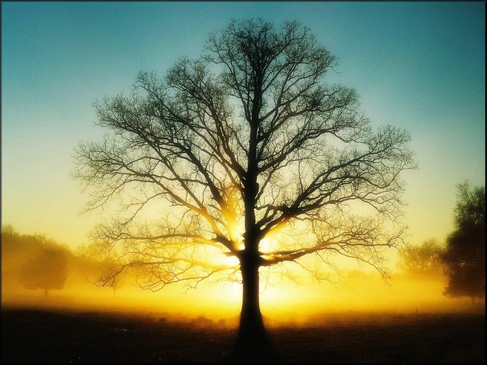 A large, bare oak tree silhouetted against a bright, misty sunrise with golden light filtering through its branches.