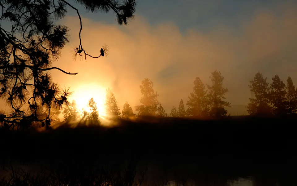 The sun rises through a misty forest, casting golden rays through the trees and illuminating the fog.