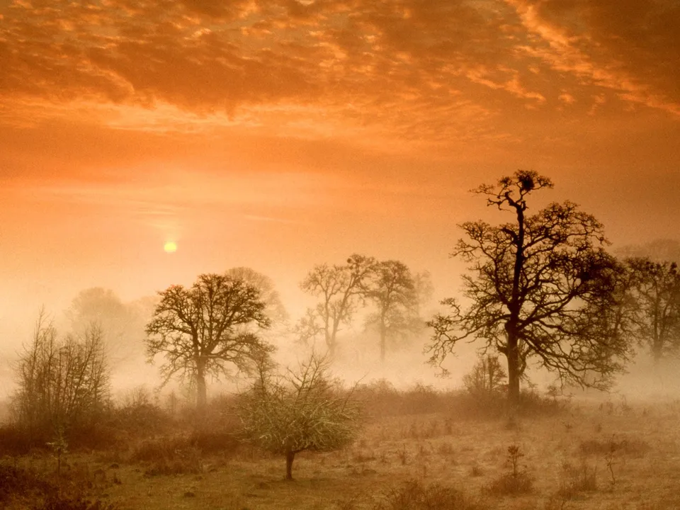 Silhouetted trees emerge from a thick fog during a vibrant orange sunrise.
