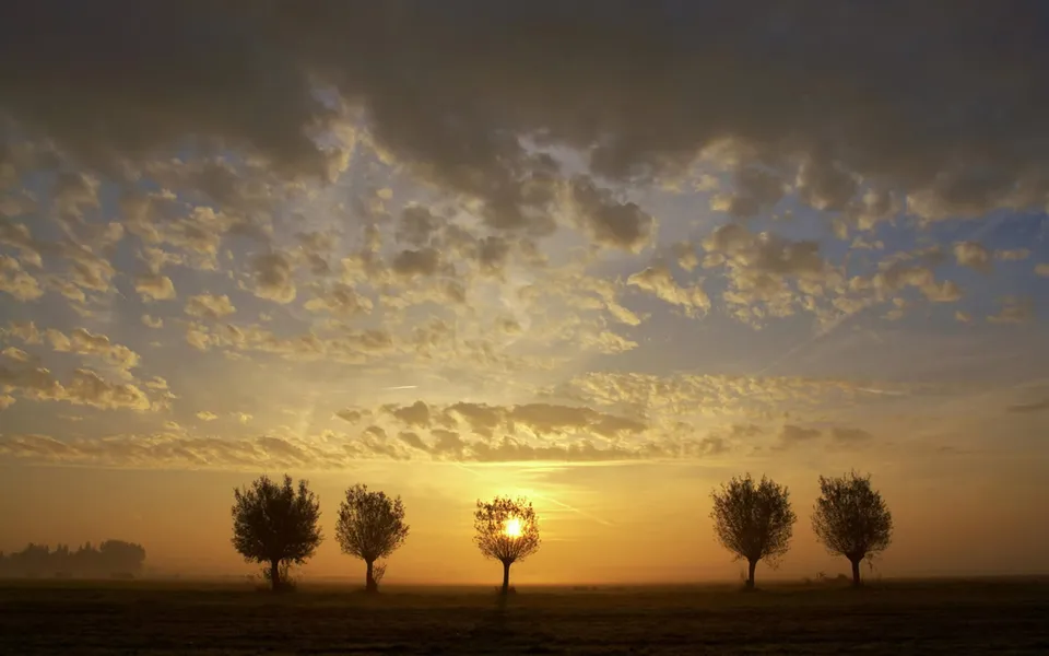 Five trees stand in a misty field during a golden sunrise, with clouds scattered across the sky.