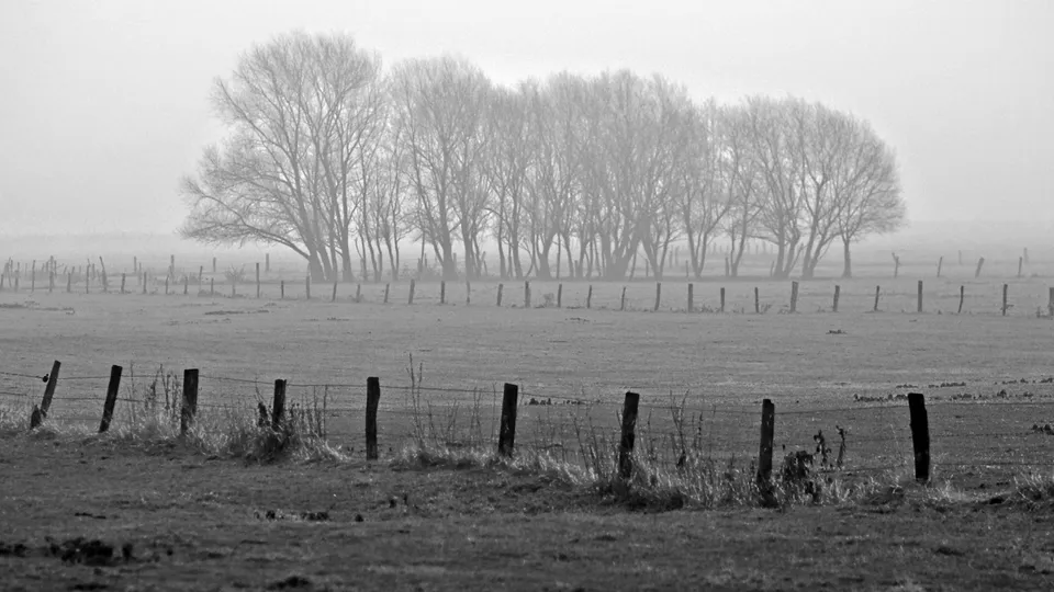 A misty landscape with leafless trees in the background and a barbed wire fence in the foreground.