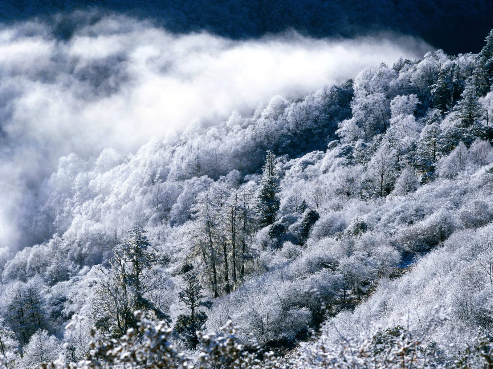 Trees and undergrowth on a steep slope heavily coated in frost and snow with mist.