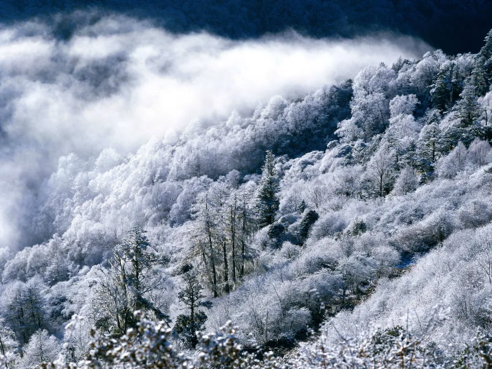 Trees and undergrowth on a steep slope heavily coated in frost and snow with mist.