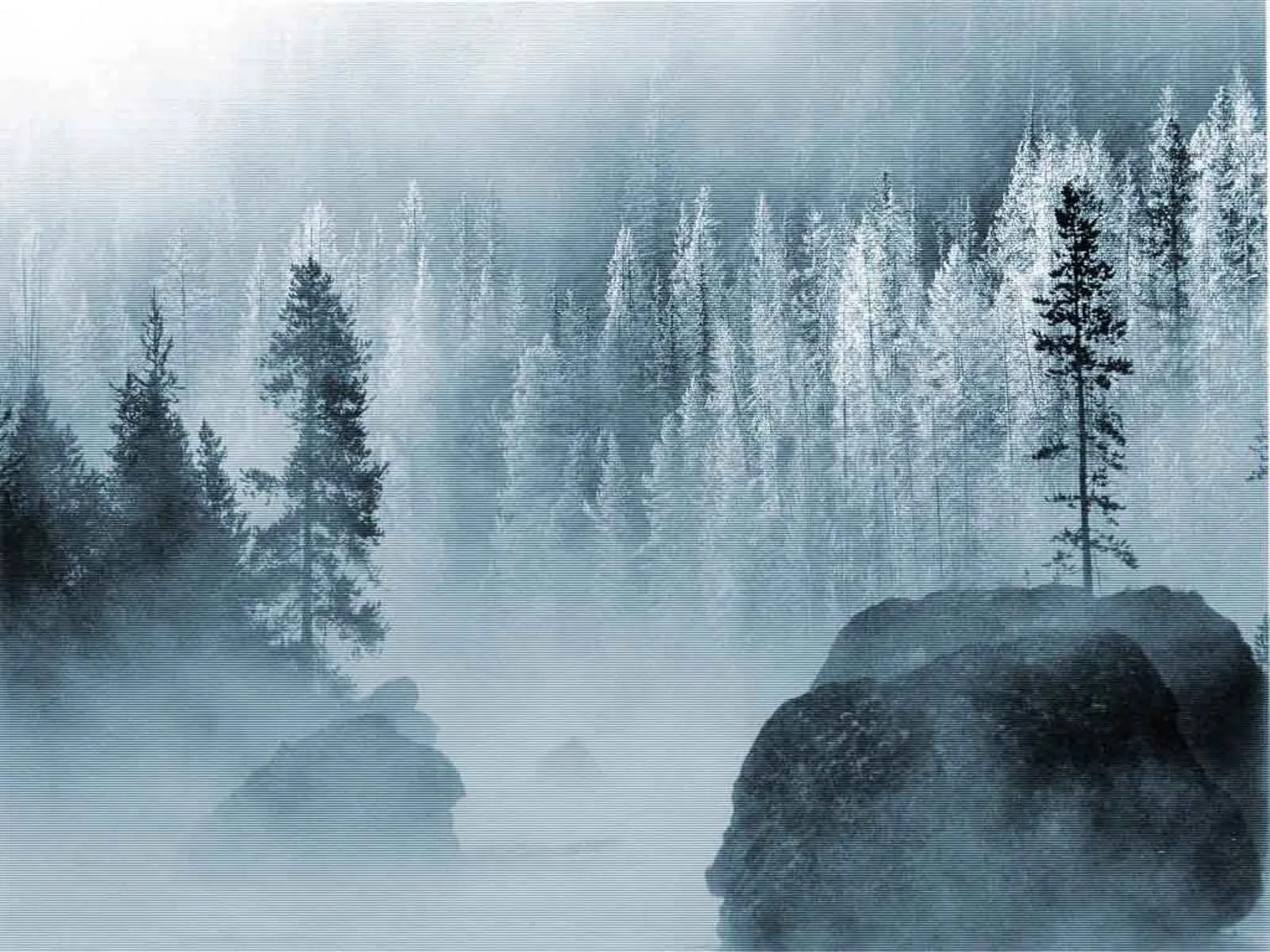 A dense forest covered in mist and frost, with large rocks in the foreground.