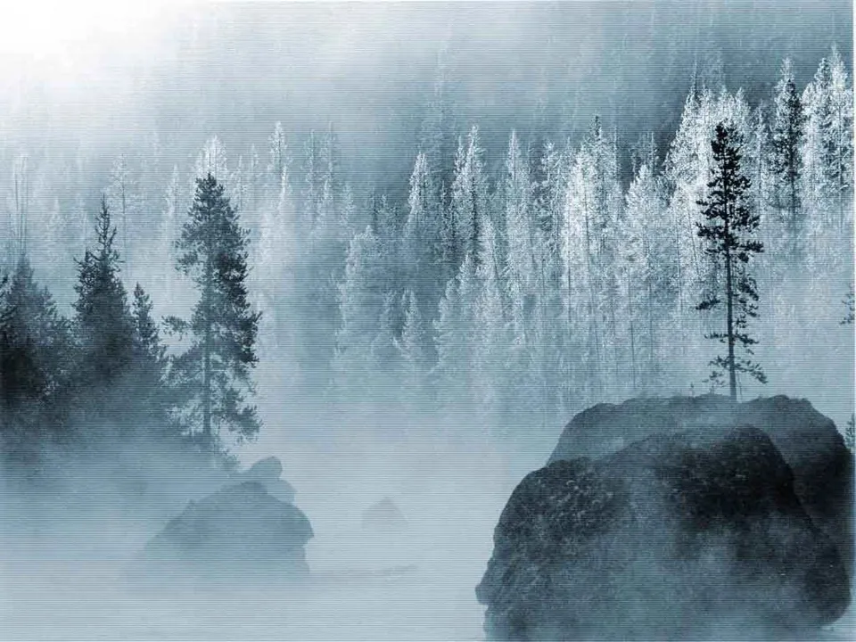 A dense forest covered in mist and frost, with large rocks in the foreground.