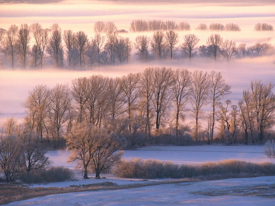 Bare trees covered in frost stand in a misty landscape during a soft pink sunrise.