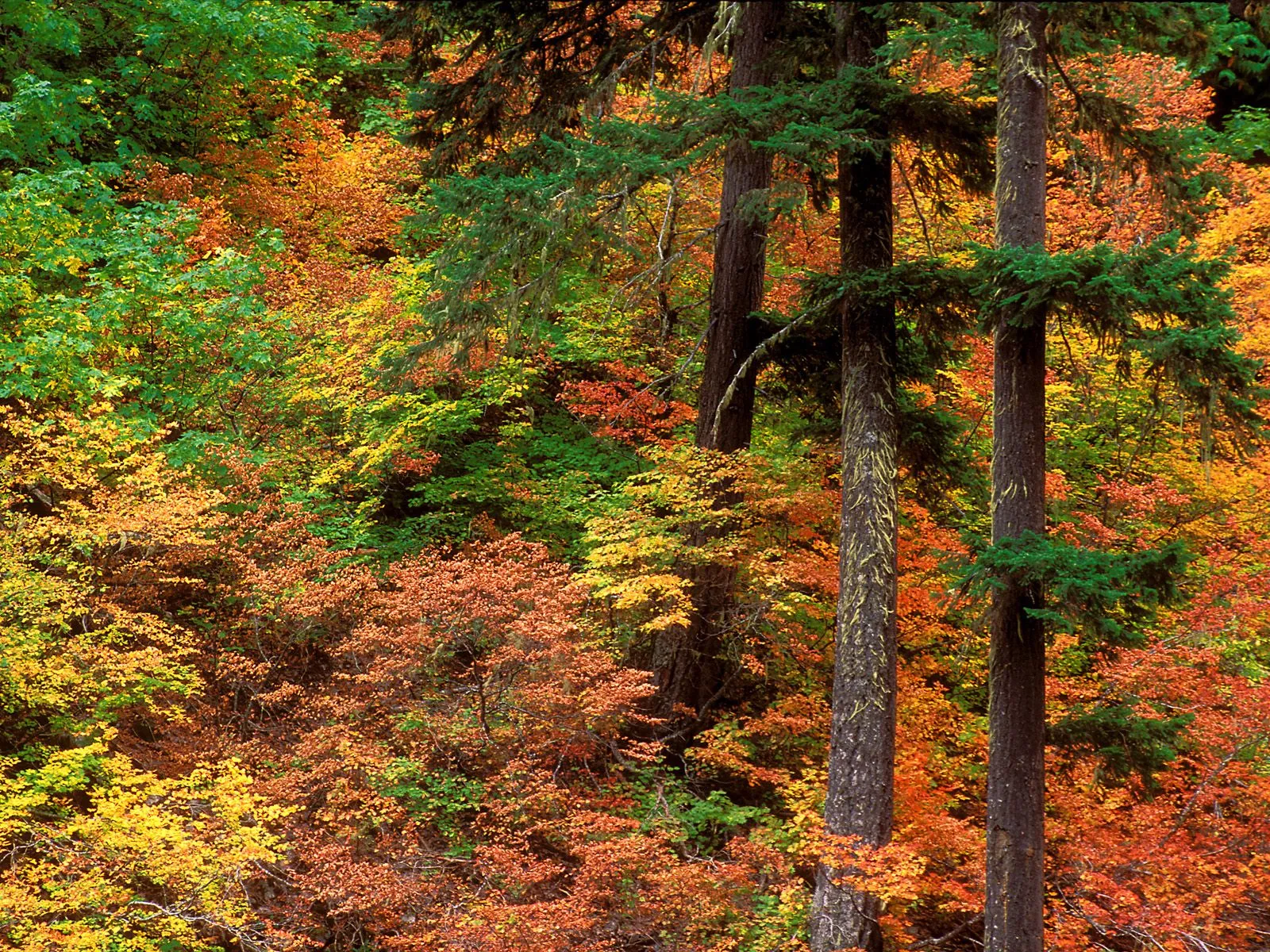 A dense forest with a mix of evergreen and deciduous trees displaying vibrant autumn colors.
