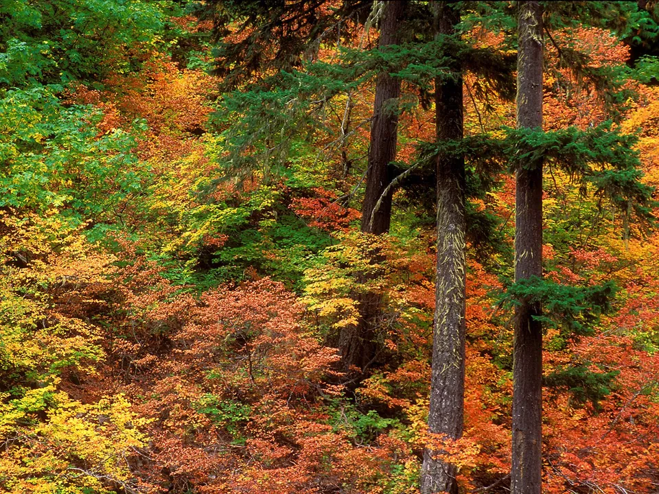A dense forest with a mix of evergreen and deciduous trees displaying vibrant autumn colors.