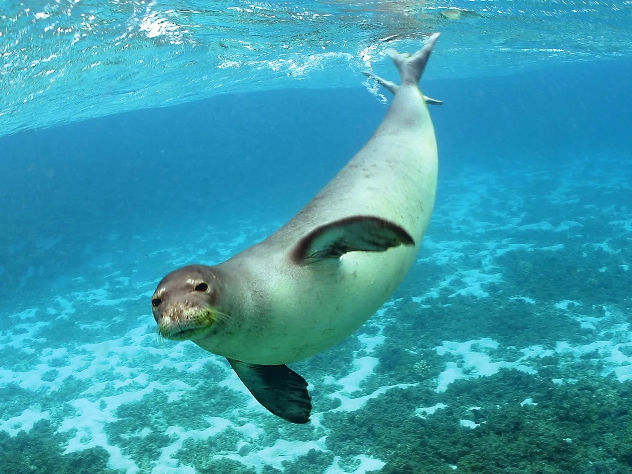 A Hawaiian monk seal swims in clear blue ocean water above a coral reef.