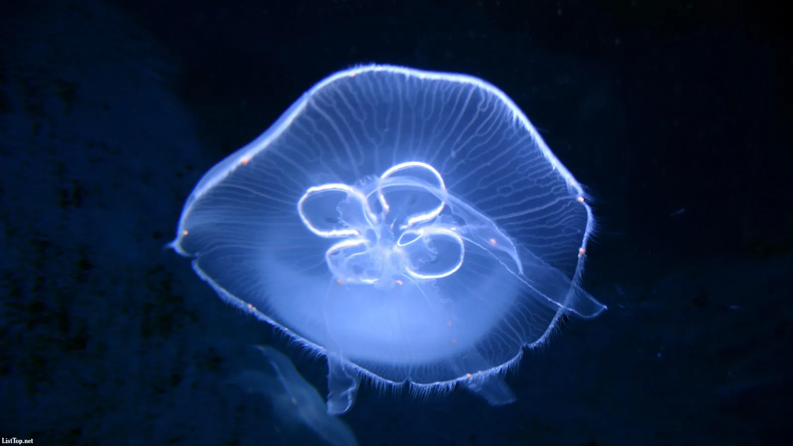 A translucent moon jellyfish with glowing bell and tentacles floats in dark blue water.