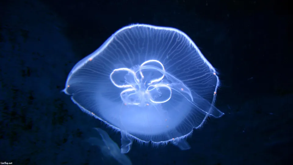 A translucent moon jellyfish with glowing bell and tentacles floats in dark blue water.