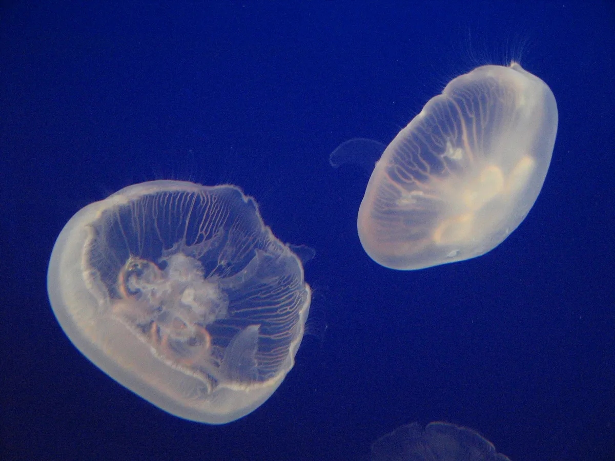 Two translucent moon jellyfish drift in a deep blue ocean.