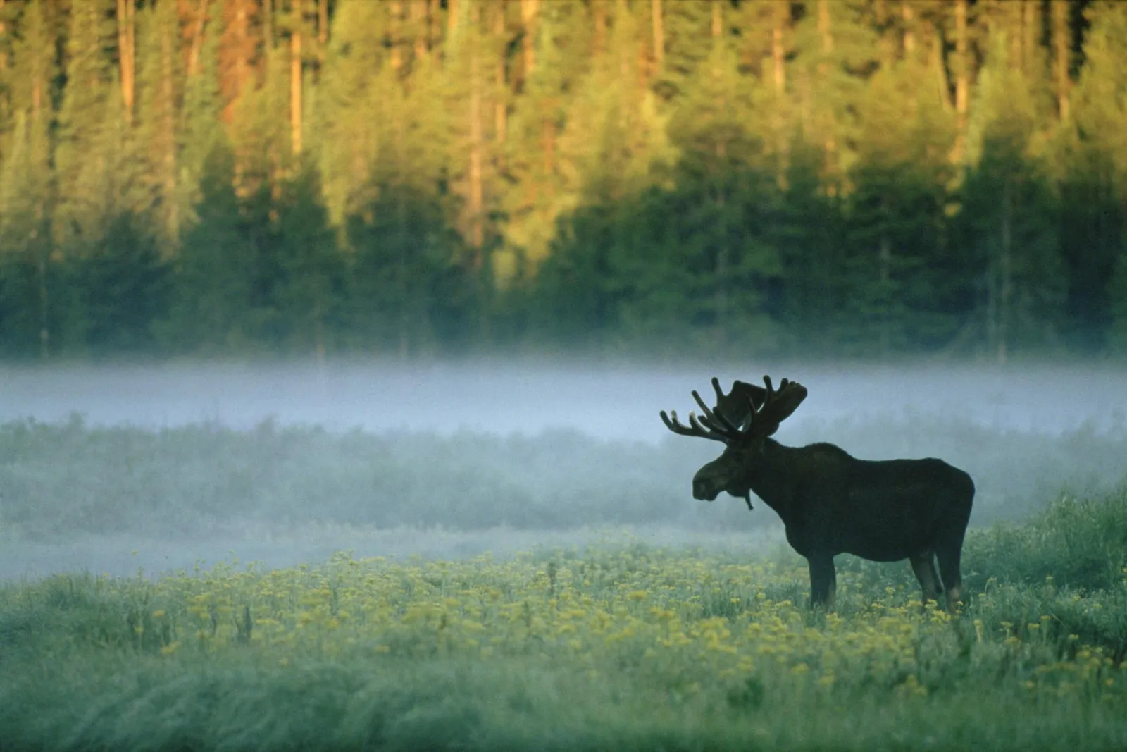 A large bull moose stands in a misty field dotted with yellow wildflowers, with a forest in the background.