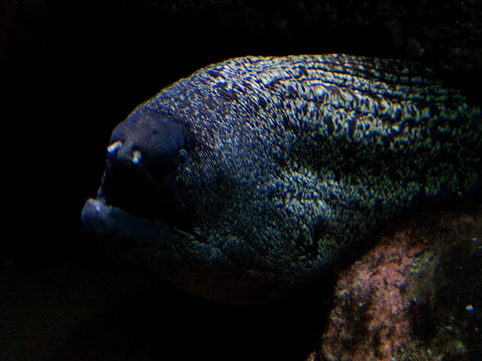 A dark-colored moray eel with textured skin emerges from a dark underwater habitat.