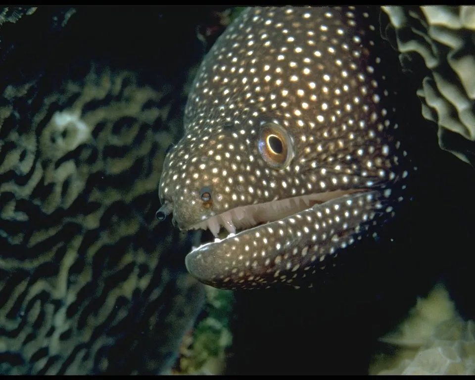 Close-up of a whitemouth moray eel with white spots, showing its open mouth and sharp teeth.