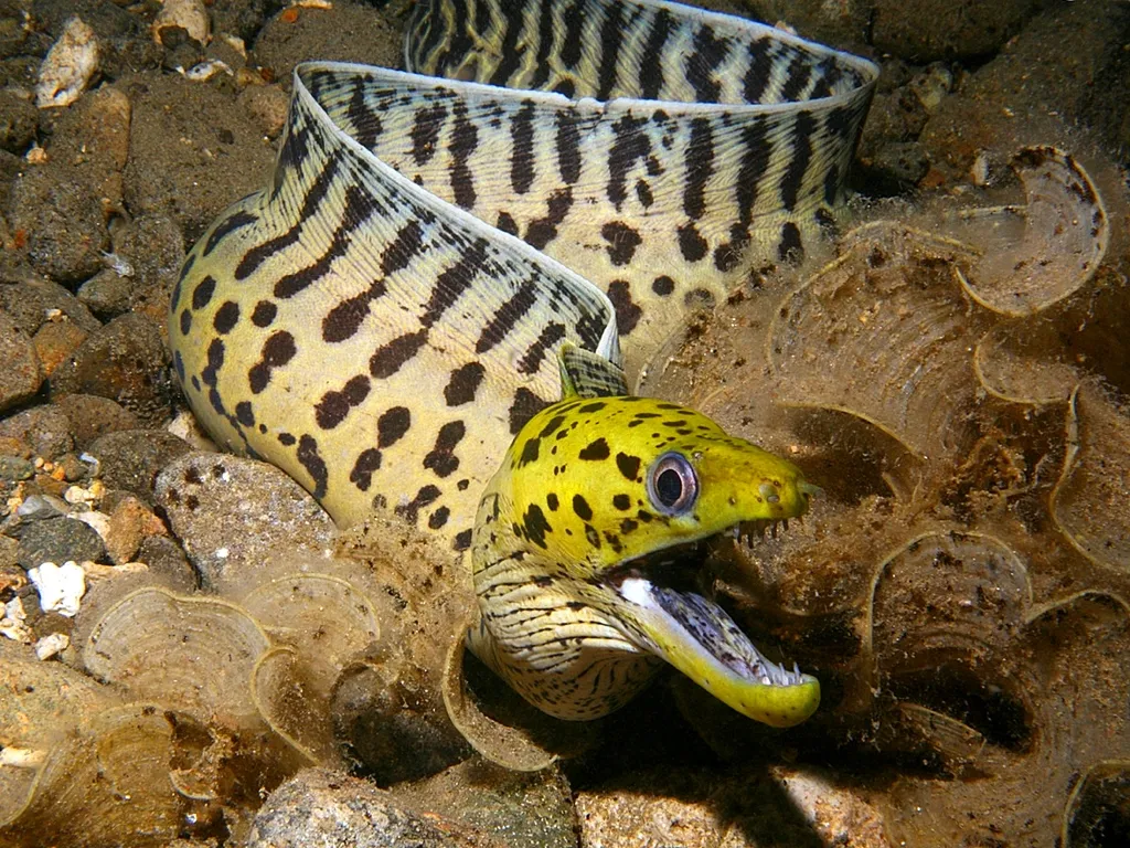 A yellow moray eel with black spots and stripes opens its mouth, revealing sharp teeth.