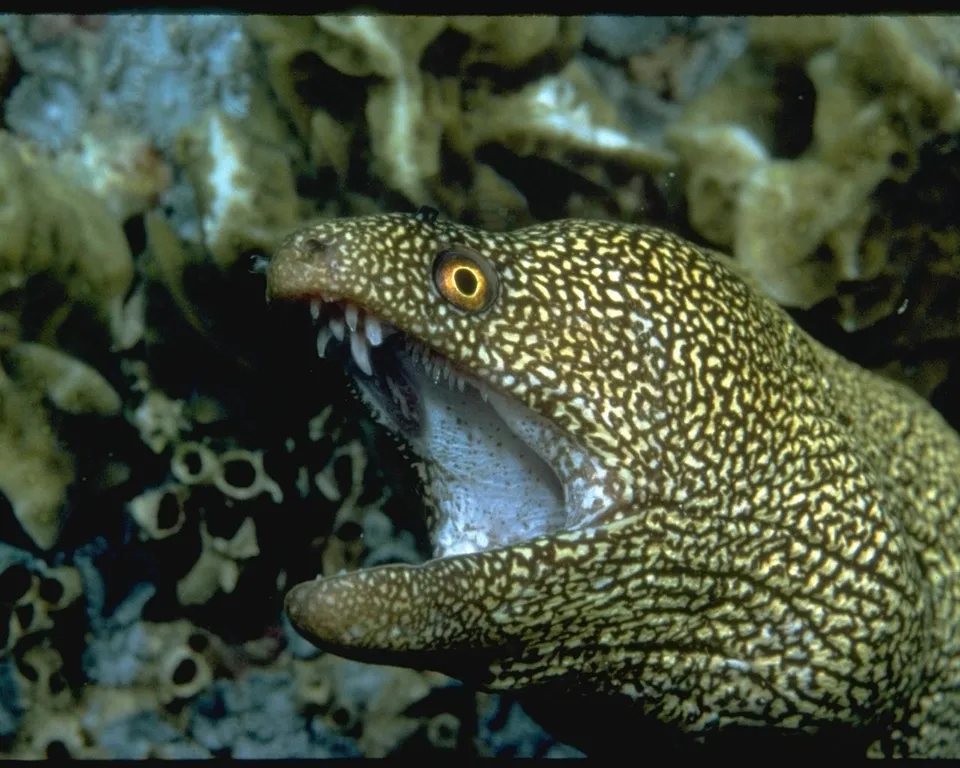 A close-up of a moray eel with its mouth open, revealing sharp teeth and a patterned body.