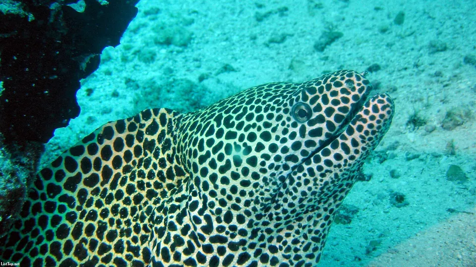 A moray eel with a black and yellow spotted pattern emerges from a dark coral formation.
