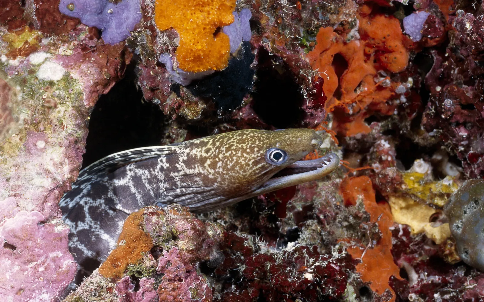 A moray eel with mottled patterns peeks out from a colorful coral reef.