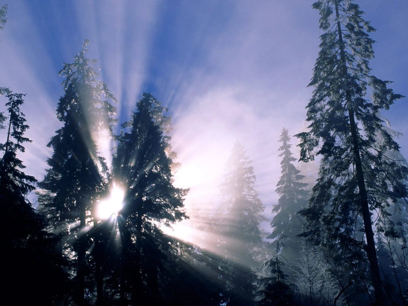 Sunbeams shine through snow-covered evergreen trees on a misty winter morning.