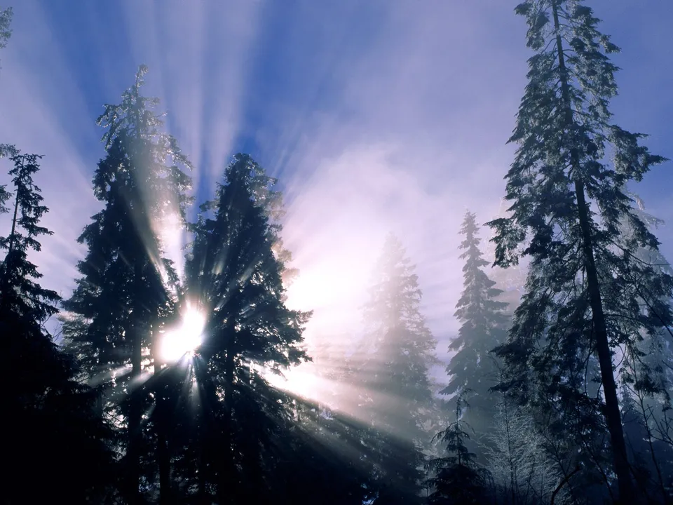 Sunbeams shine through snow-covered evergreen trees on a misty winter morning.