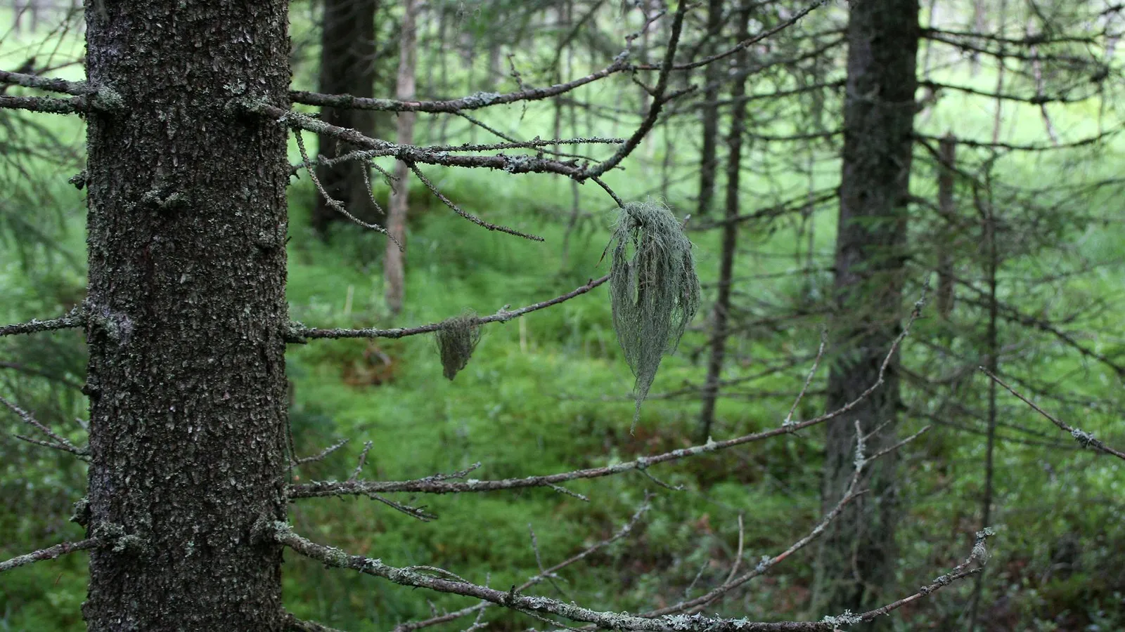 Close-up of moss hanging from tree branches in a lush green forest.