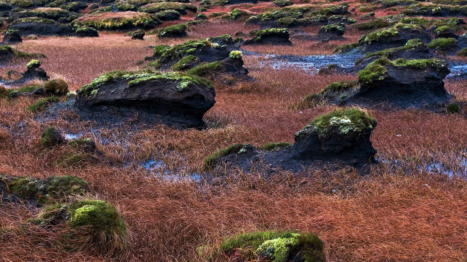 Moss-covered dark boulders are scattered across a field of dry, reddish-brown grass with patches of water.