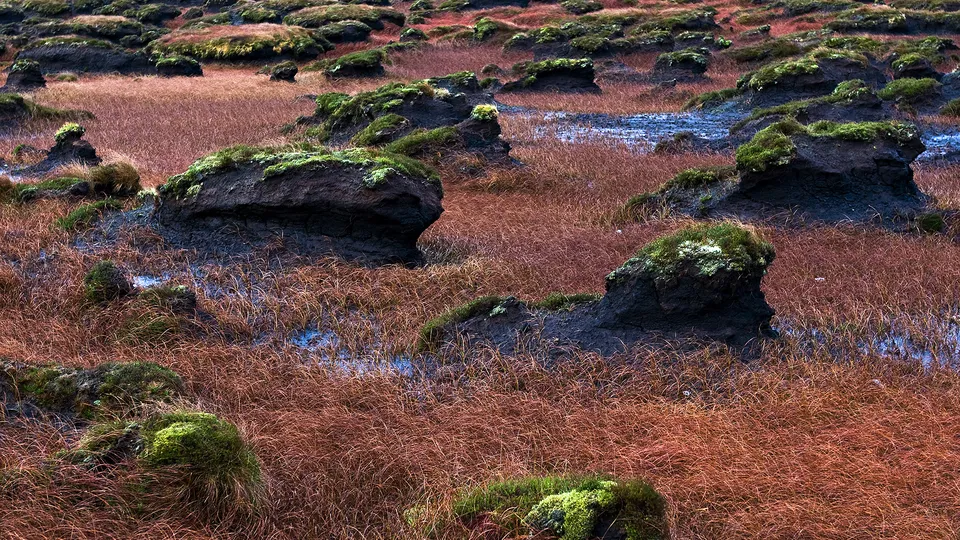 Moss-covered dark boulders are scattered across a field of dry, reddish-brown grass with patches of water.