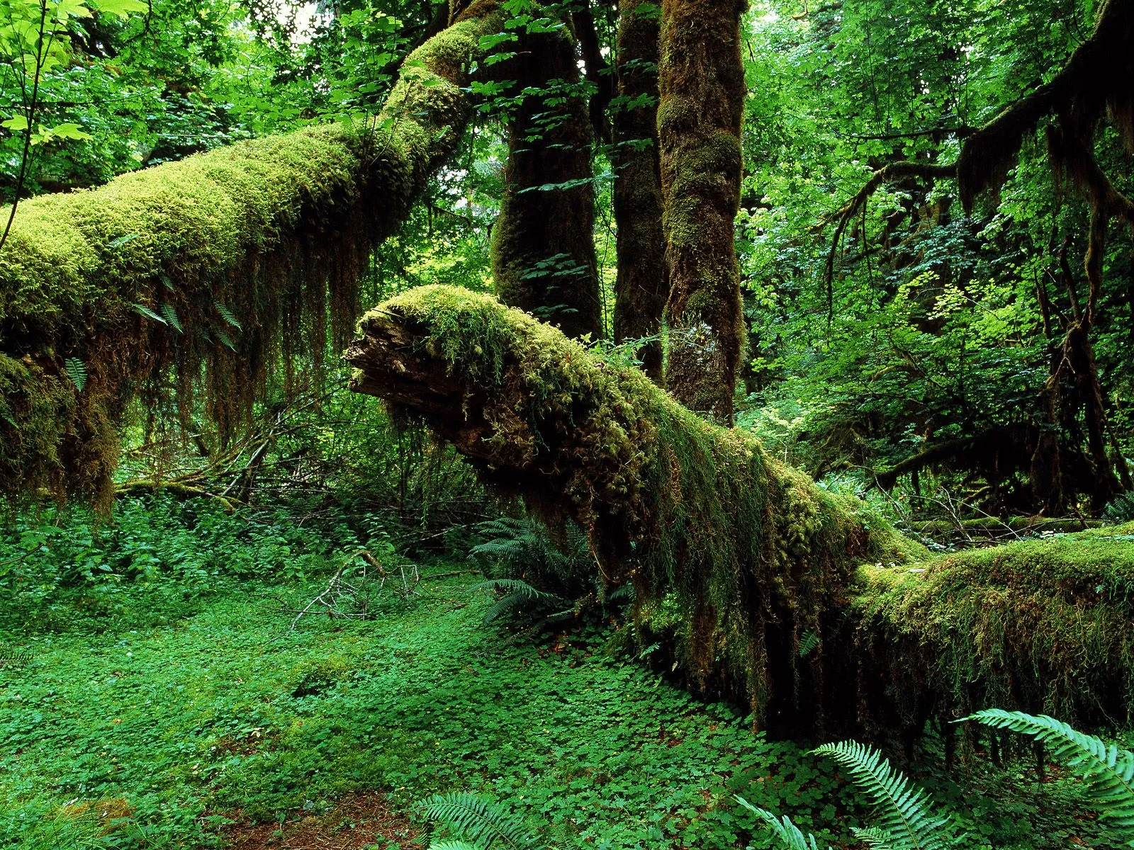 A dense forest floor covered in vibrant green moss and ferns, with moss-draped trees in the background.