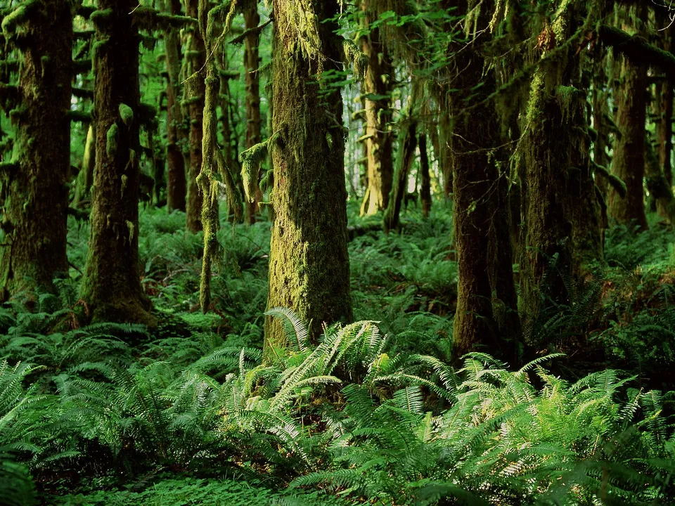 A dense forest floor covered in ferns and lush green moss on the trees.