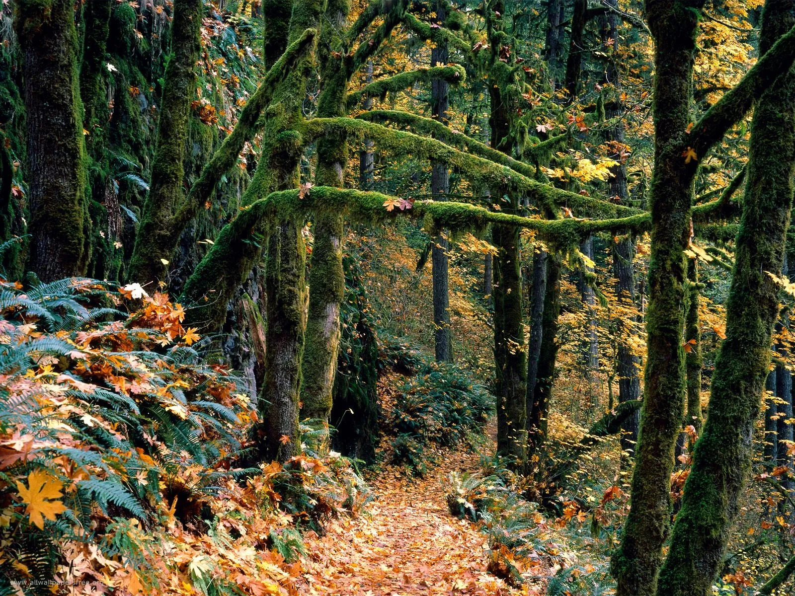 A winding forest path covered in fallen autumn leaves and lush green moss on tree trunks and branches.