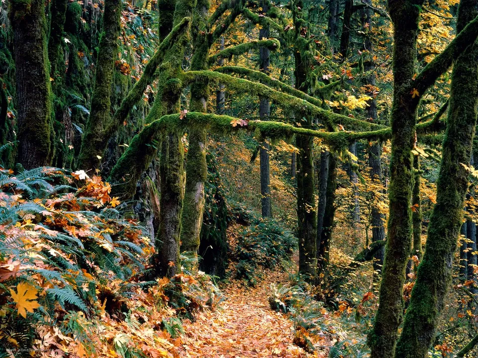A winding forest path covered in fallen autumn leaves and lush green moss on tree trunks and branches.