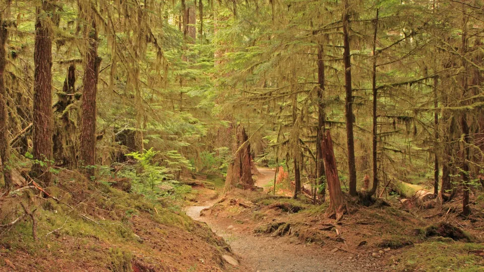A winding dirt path leads through a dense, moss-covered forest with tall trees.