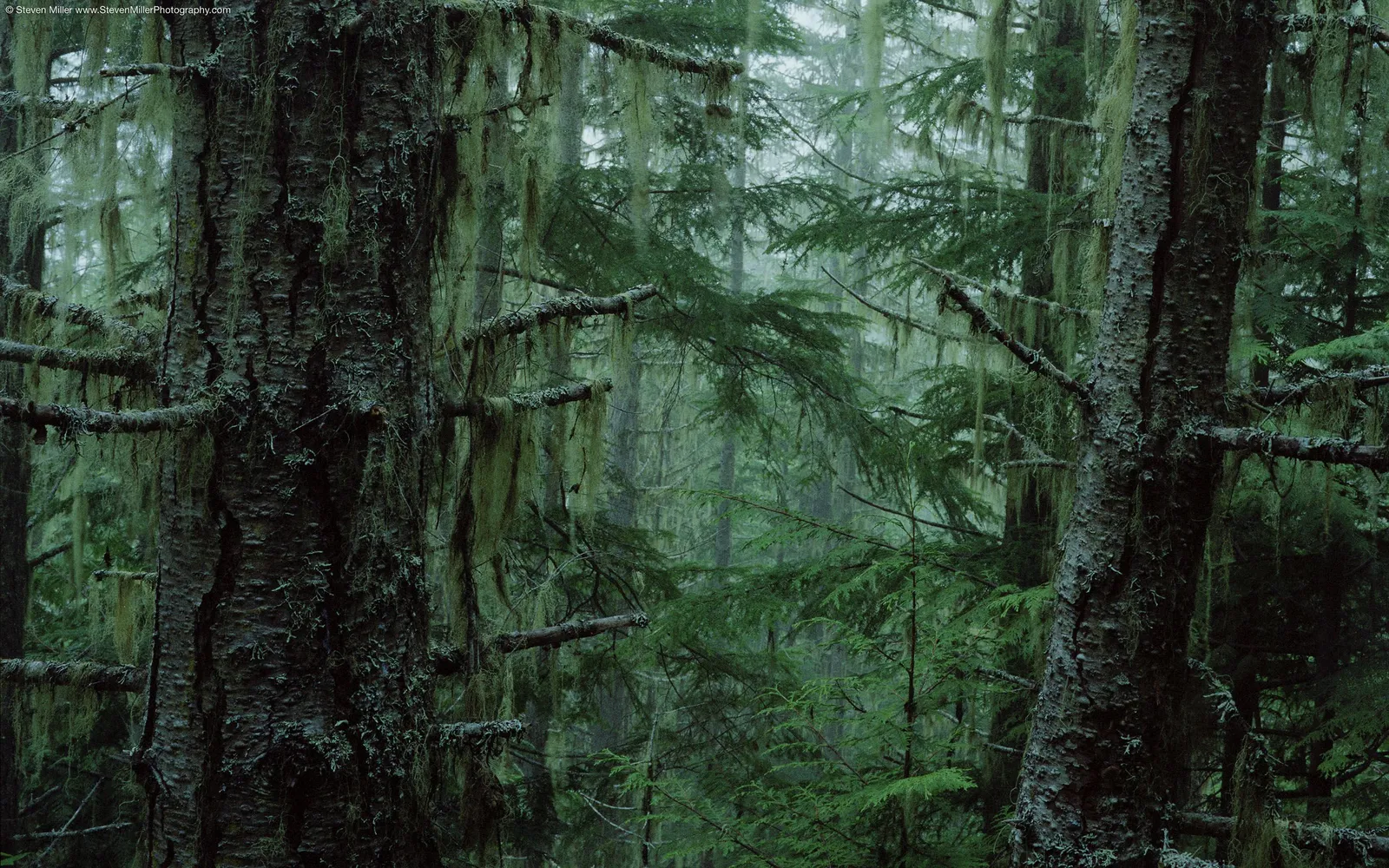Close-up of old trees in a forest covered with hanging moss and lichen.