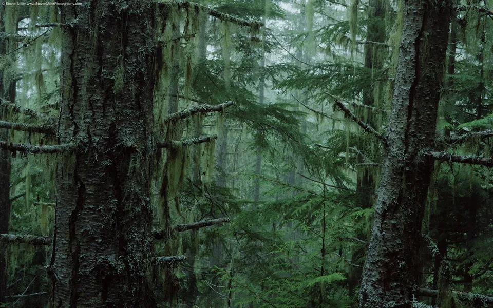 Close-up of old trees in a forest covered with hanging moss and lichen.