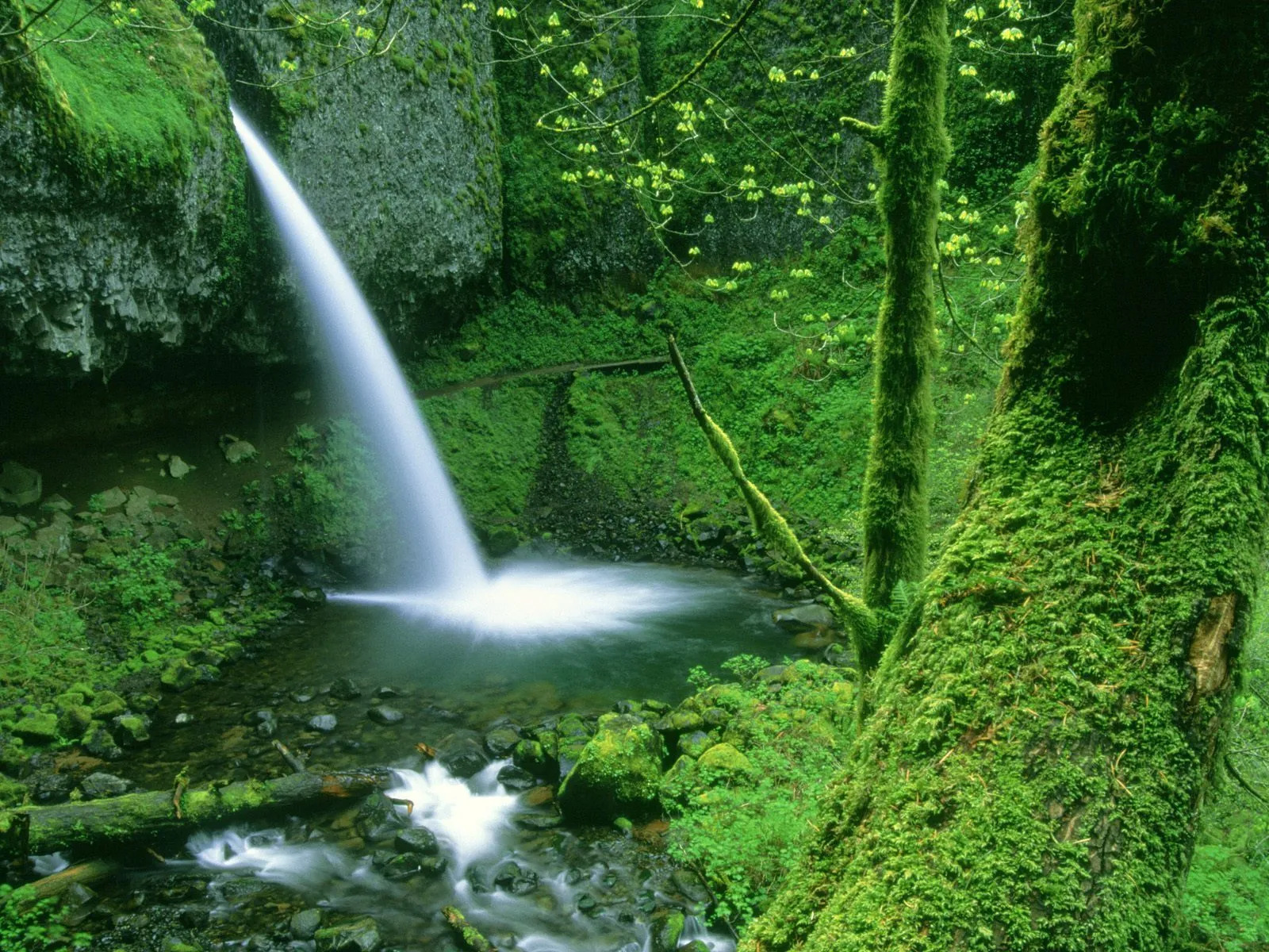A tall waterfall cascades into a pool surrounded by lush green moss-covered trees and rocks.