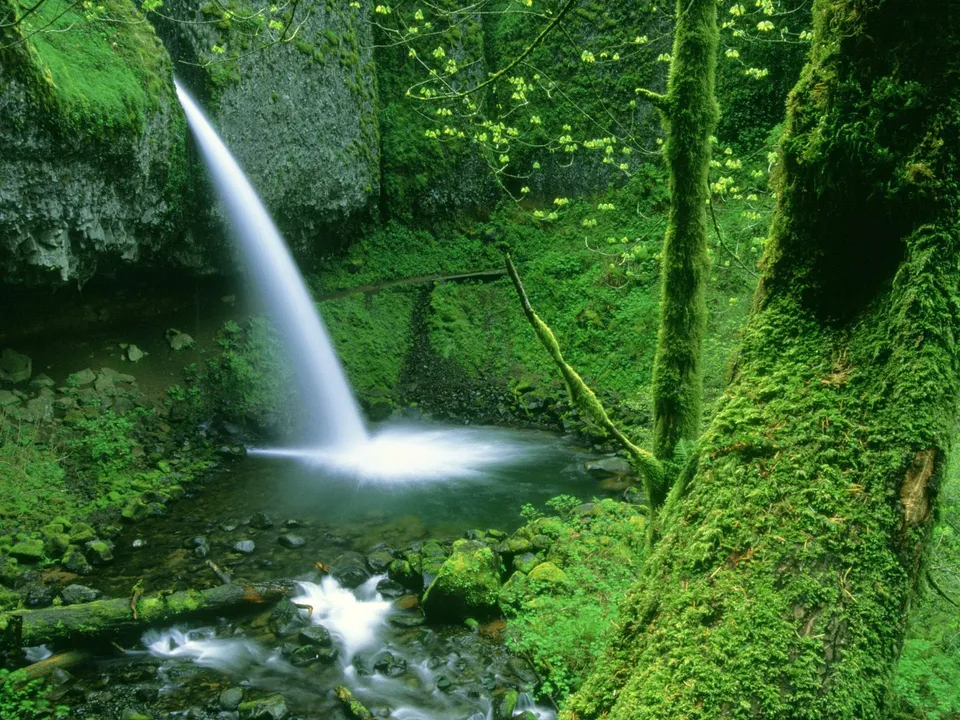A tall waterfall cascades into a pool surrounded by lush green moss-covered trees and rocks.