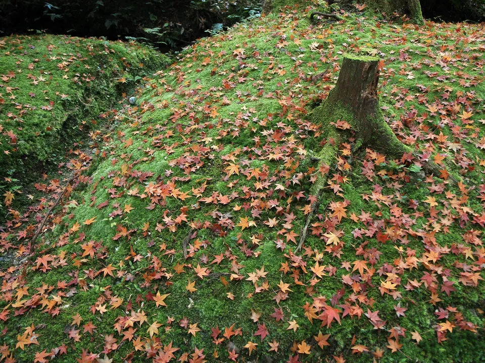 Red and orange maple leaves blanket a mossy forest floor with a tree stump on the right.