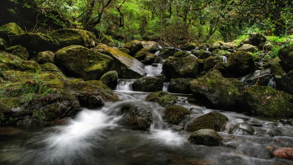 A stream flows over moss-covered rocks in a dense, green forest.