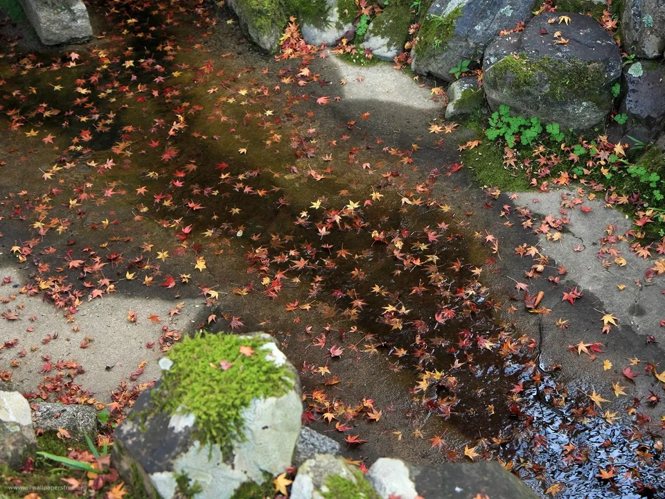 Fallen autumn leaves carpet a shallow stream bed surrounded by moss-covered rocks and foliage.