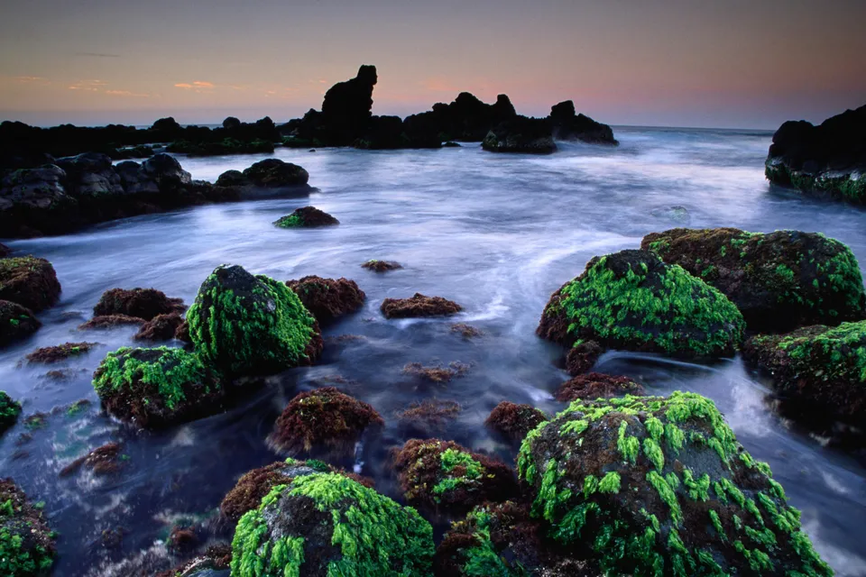 Moss-covered rocks are partially submerged in the ocean with silky water flowing around them at dusk.