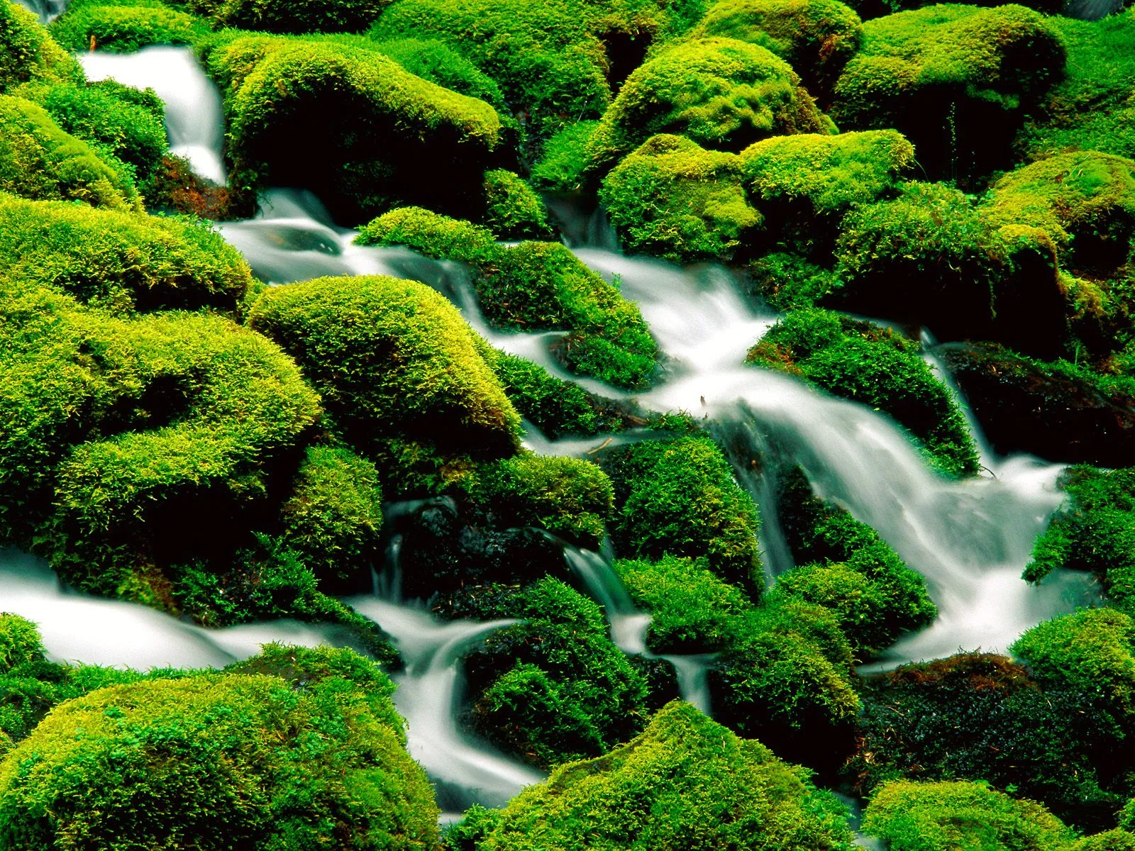 A close-up view of a small waterfall flowing over rocks covered in vibrant green moss.