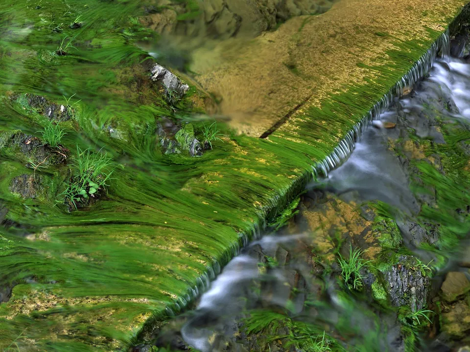A close-up view of a stream covered in lush green moss and algae, with water flowing over rocks.